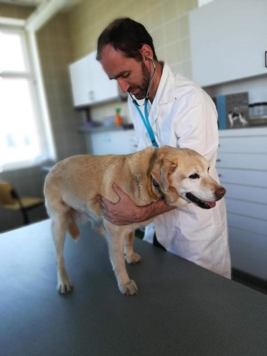 Cane dal Veterinario