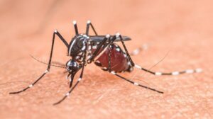 Gli scienziati australiani ingegnerizzano le zanzare 'maschio tossico' per combattere le malattie mortali