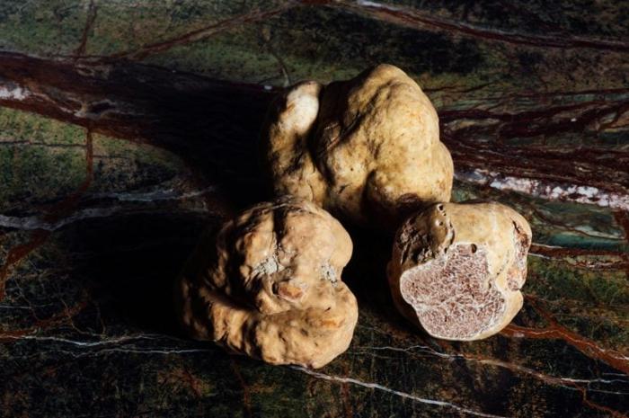 Nuova specie di tartufo