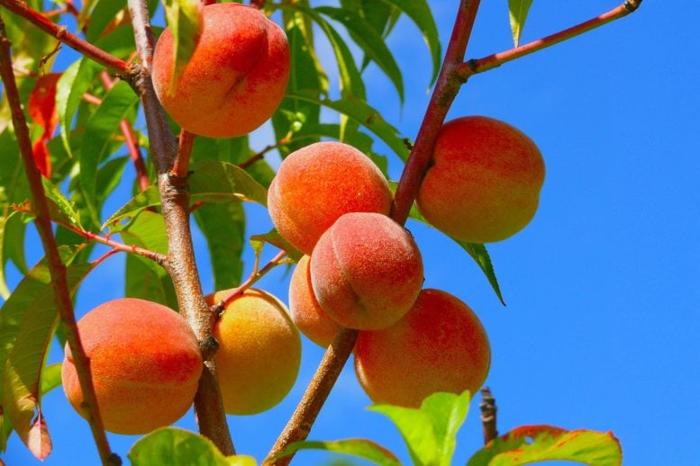 Pesche sull'albero