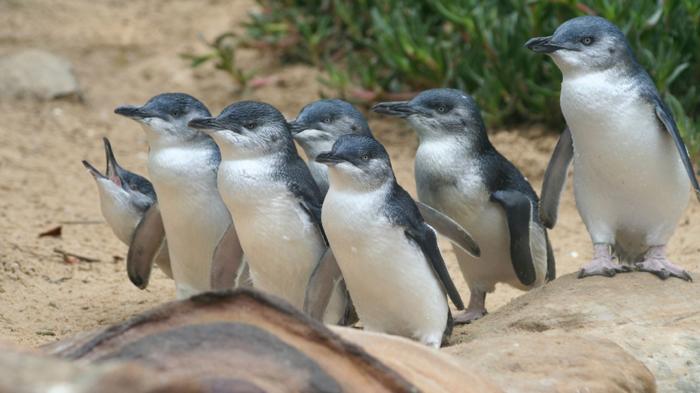 Dramma dei pinguini e divorzio: Perché gli uccelli di Phillip Island si separano dopo una cattiva riproduzione