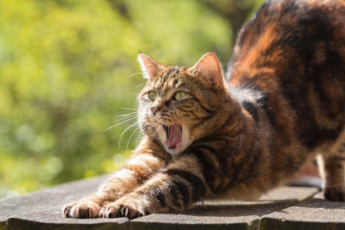 cat-814952_1280-1-1.jpg
