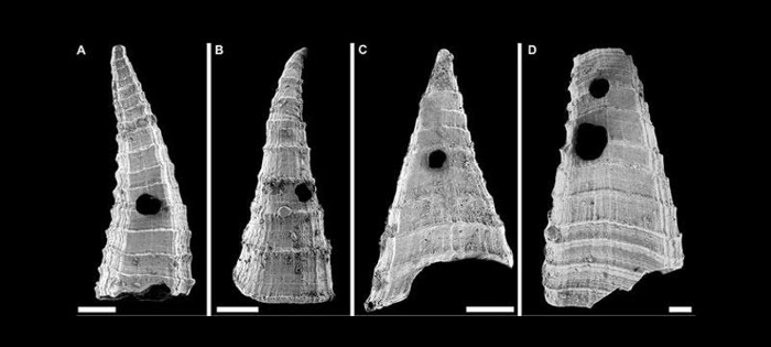 l-fasciculata-m-1.png