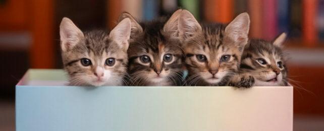 many_cats_in_a_box_header-642x260-1-1.jpg