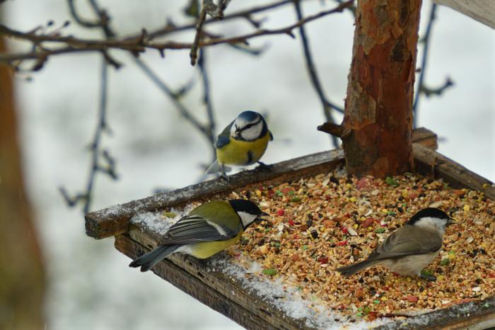 tre piccoli uccelli, una varietà di cince, che mangiano semi su una piattaforma per l'alimentazione degli uccelli nella neve