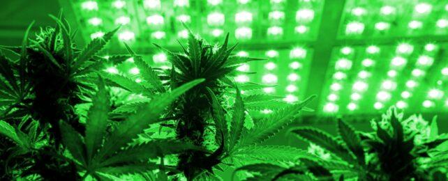 CannabisUnderLights-642x260-1-1.jpg
