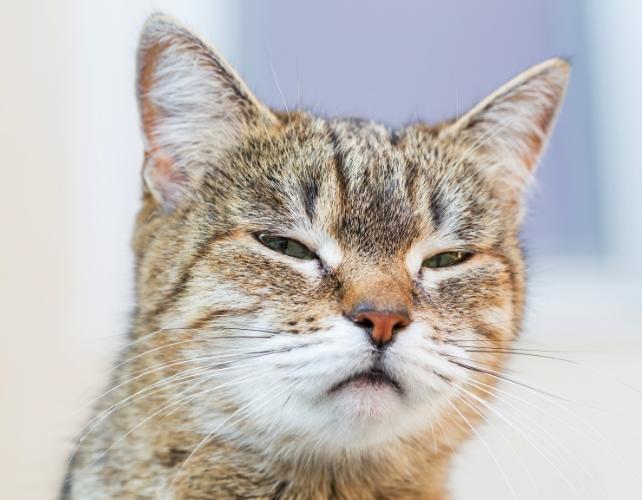 Gatto che guarda sospettoso