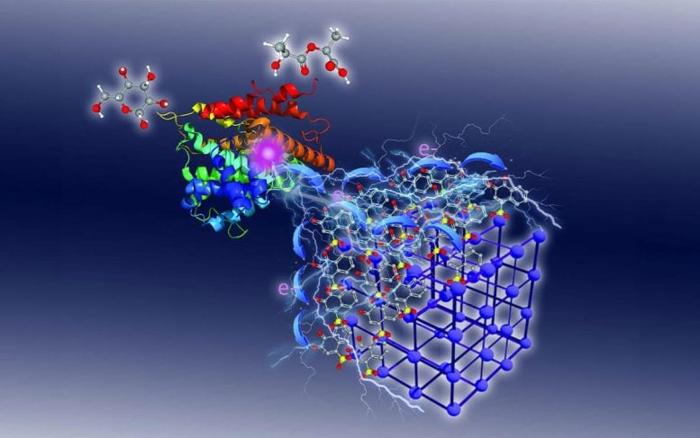 Electrochemical-Wiring-of-a-Redox-Enzyme-Through-a-Redox-Active-MOF-777x487-1-1.jpg