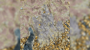Un'impronta di dinosauro viola a tre dita nelle rocce, il piede del fotografo con stivali di gomma inquadrato per scala