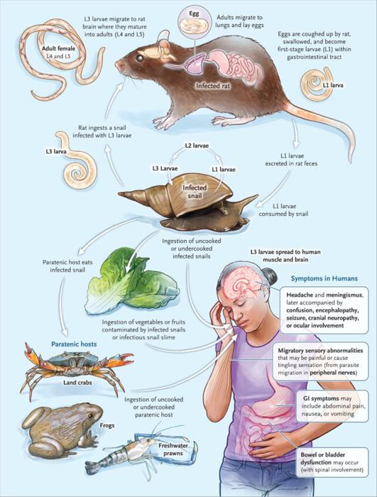Ciclo del verme polmonare del ratto