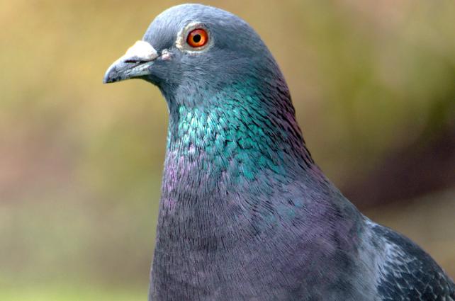 piccione da vicino