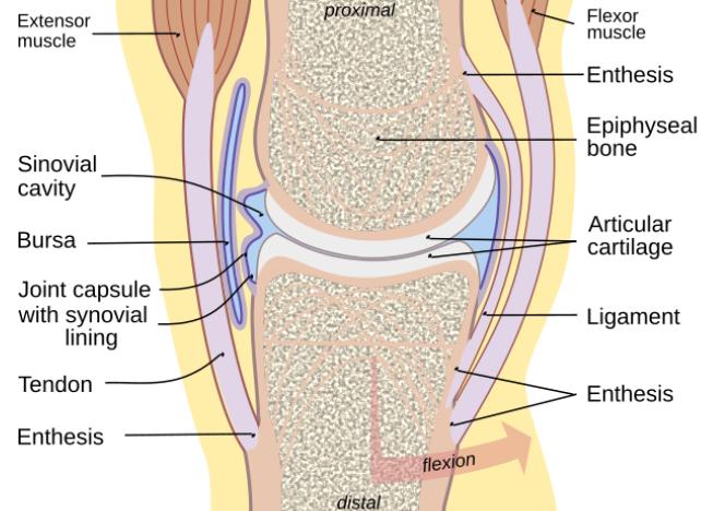 diagramma di un'articolazione sinoviale