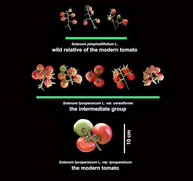 Gli scienziati hanno appena scoperto come i pomodori non ci uccidono