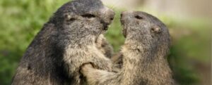 I marmotti hanno appena risolto un dibattito evolutivo di 154 anni
