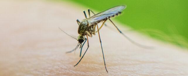 MosquitoInsect-642x260-1.jpg