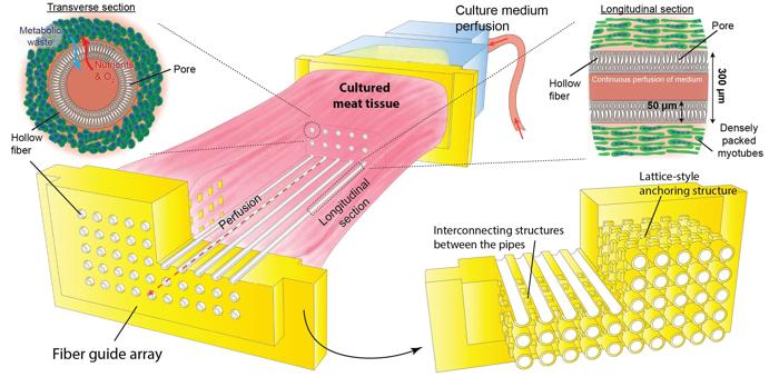 Diagramma che mostra le parti del bioreattore per la crescita della carne