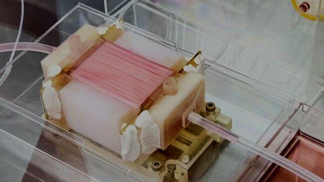 Carne di pollo tra dispositivi meccanici