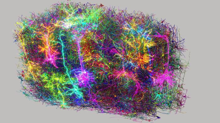 2,5 miglia di neuroni: La mappa cerebrale più complessa del mondo collega la struttura al pensiero