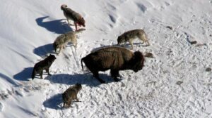 Video: la morte della regina alfa con un occhio unisce i branchi di lupi per cacciare i bisonti nel parco nazionale degli Stati Uniti