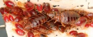macro foto di molti cimici dei letti rossastri che si raggruppano su una cucitura del materasso.
