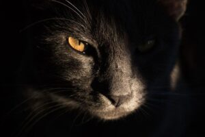 Il sacrificio religioso ha probabilmente portato alla domesticazione dei gatti in Egitto 3.000 anni fa