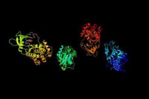 Struttura della proteina CDK7