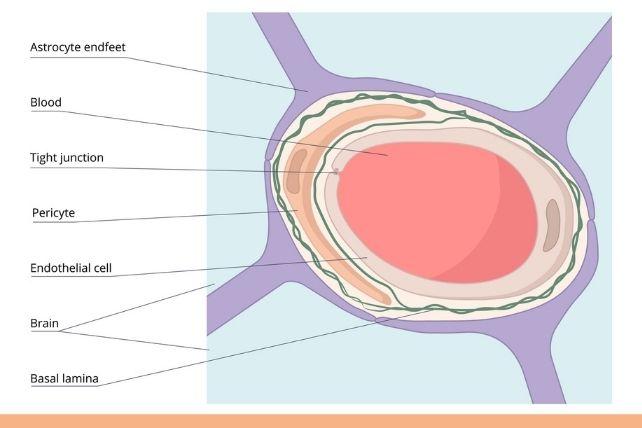 Diagramma dell'anatomia della barriera emato-encefalica