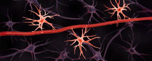 BloodBrainBarrierAstrocytes3Dillustration-642x260-1.jpg