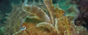 I calamari ondeggiano l'uno all'altro, e potrebbe essere una forma misteriosa di linguaggio dei segni