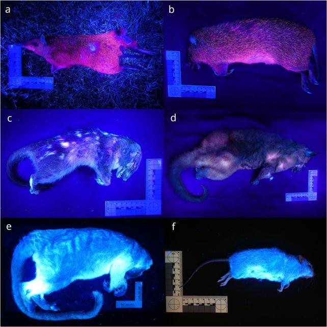 Gli scienziati australiani hanno rasato animali investiti per scoprire come i mammiferi brillano