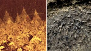 Gli scienziati britannici fanno una scoperta sorprendente su un mistero fossile di 500 milioni di anni