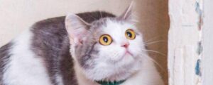 Un gatto con la schiena arcuata e occhi grandi