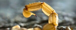 Il veleno di scorpione amazzonico può uccidere le cellule del cancro al seno, dicono gli scienziati