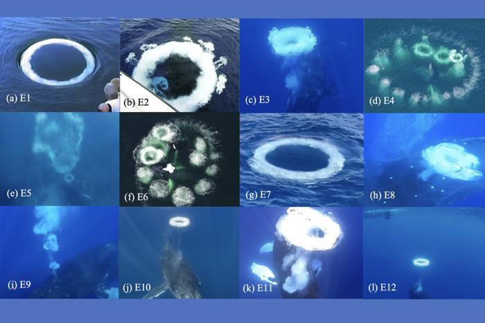 una griglia di foto quattro per tre, ognuna che mostra diverse variazioni di anelli di bolle nell'acqua blu dell'oceano.