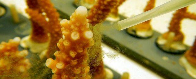 CoralGrownInLabWithPipette-642x260-1.jpg