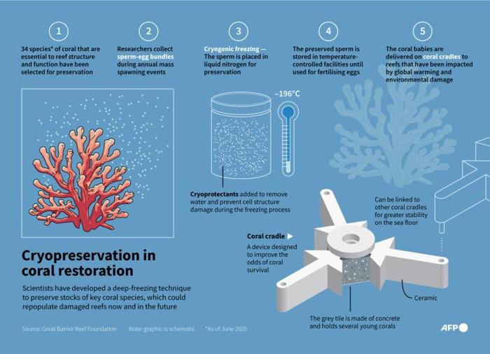 Giornata Mondiale degli Oceani: Gli Scienziati Usano Corallo Congelato per Salvare la Grande Barriera Corallina