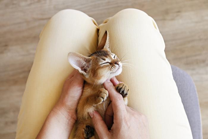 Gattino abissino che chiude gli occhi in contentezza mentre viene accarezzato dal suo padrone.