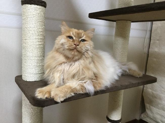 Gatto crema a pelo lungo seduto su un tiragraffi