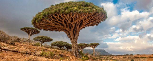 Albero del sangue di drago a forma di fungo