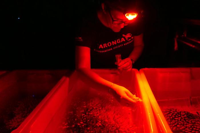 Giornata Mondiale degli Oceani: Gli Scienziati Usano Corallo Congelato per Salvare la Grande Barriera Corallina