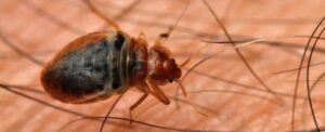 Ecco il modo migliore per evitare di portare a casa le cimici dei letti, secondo la scienza