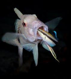 Primo piano di un pesce rosa con un pesce striato più piccolo che infila la testa nella bocca del pesce più grande.