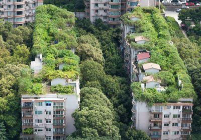 Tetti verdi: Alberi e vita vegetale sul tetto di un condominio in città.