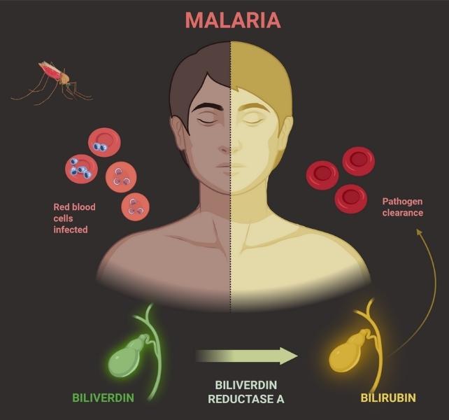 ciclo vitale della malaria