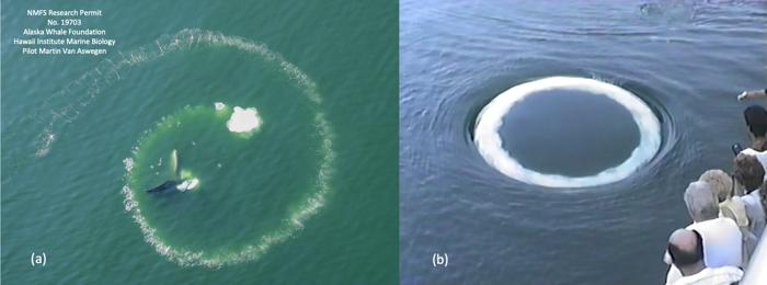 due foto affiancate, una mostra bolle che emergono dall'oceano in un modello a spirale irregolare, l'altra in un anello bianco ordinato