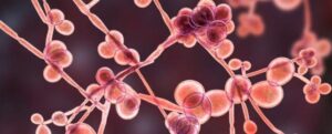 La proteina del sangue comune trasforma le infezioni da lievito in potenziali killer