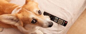 Cane con un telecomando