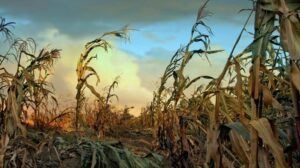 L'inverno nucleare potrebbe decimare l'87% del mais globale, innescare una catastrofica carestia globale: Studio
