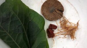 Età del bronzo Red Bull? Denti thailandesi di 4.000 anni rivelano la tradizione della masticazione della noce di betel