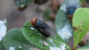 Aerei statunitensi per lanciare miliardi di mosche per combattere la minaccia dei vermi ‘mangiatore di uomini’